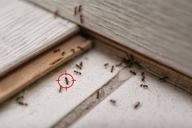 Best Wildlife Control Services  in Hebron, IL