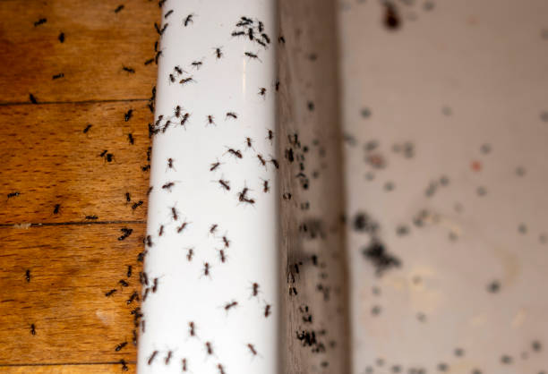 Best Local Pest Control Services  in Hebron, IL